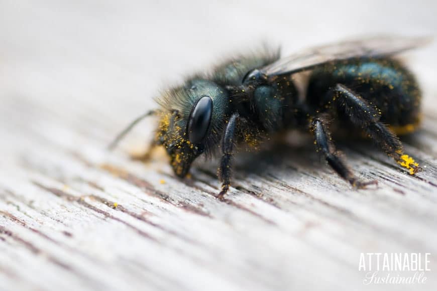 mason bee covered in pollen