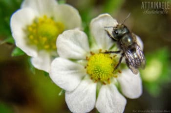 mason bee on a strawberry blossom