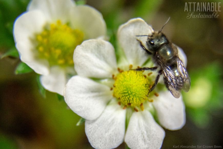 mason bee on a strawberry blossom