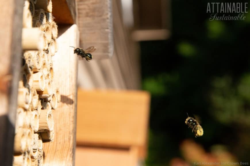 mason bees flying into a collection of bamboo tubes