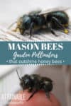 mason bees, one covered in pollen, another on a human finger