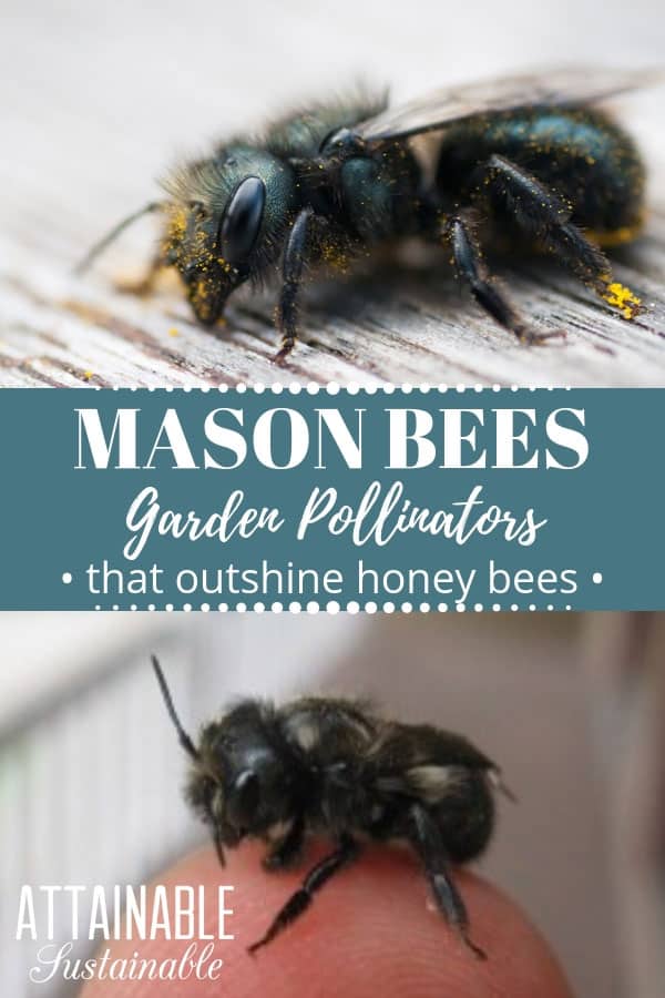 While honey bees are familiar to most of us, there are many other bee species that are great pollinators. Mason bees have a lot of characteristics that make them great garden pollinators. Here's what you need to know about their habits and how to encourage them at your place. #homestead #bees #garden