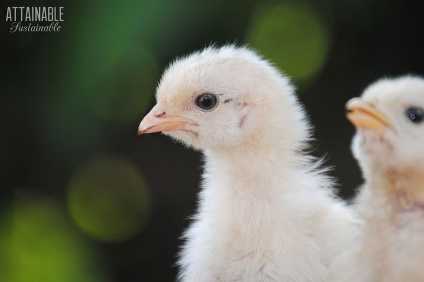 Two yellow chicks facing left (bird mites can impact even the littlest chickens)