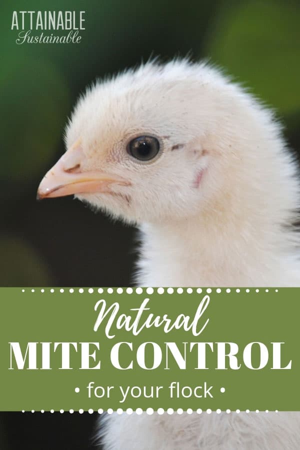 Bird Mites Natural Control for your Flock Attainable Sustainable®