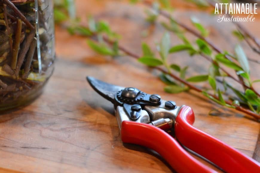 red pruners on a wooden table, making homemade rooting hormone with willow branches