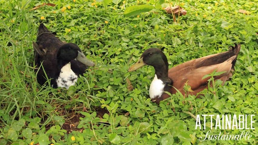 two drakes in peanut grass