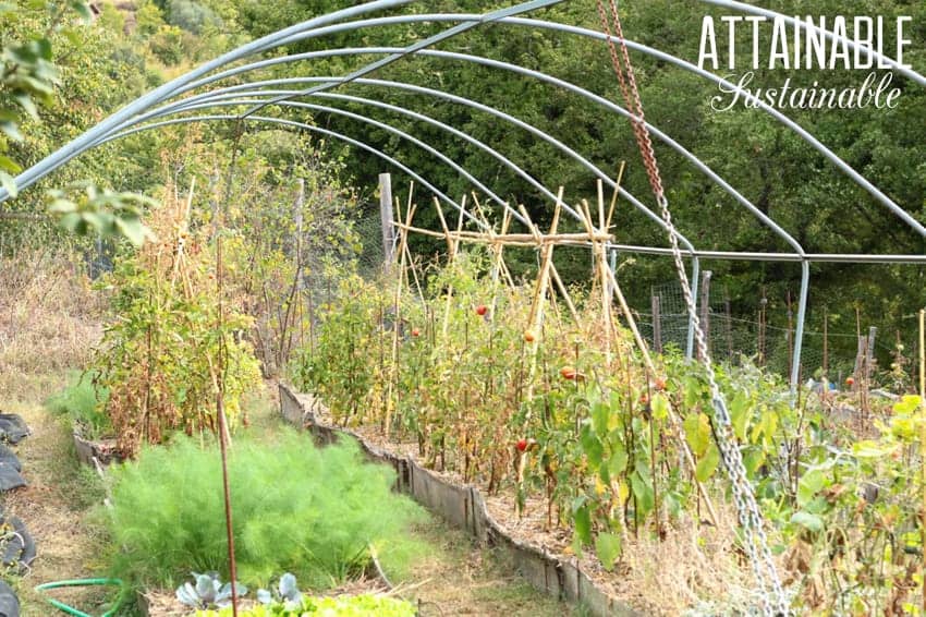 raised beds with tomatoes under a greenhouse roof