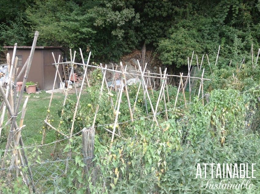 bamboo trellis with tomatoes