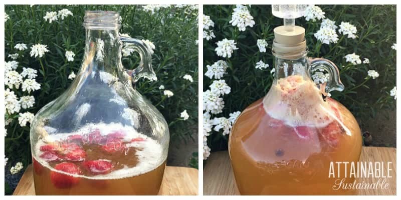 fermenting strawberries in a one gallon glass jug - learning how to make mead