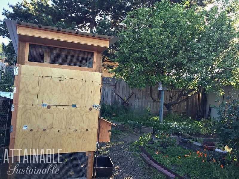 starting a homestead in the city - chicken coop in a backyard