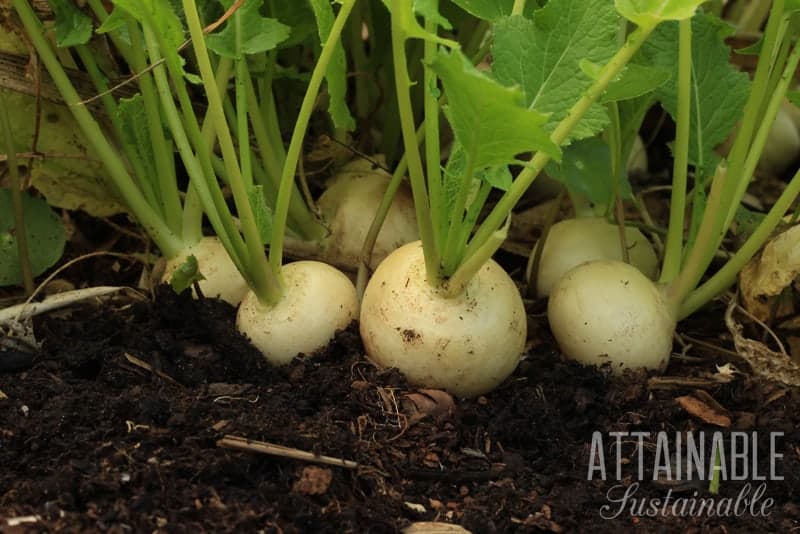 white turnips growing in garden soil