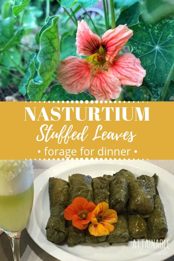 stuffed nasturtium leaves + nasturtium flower growing