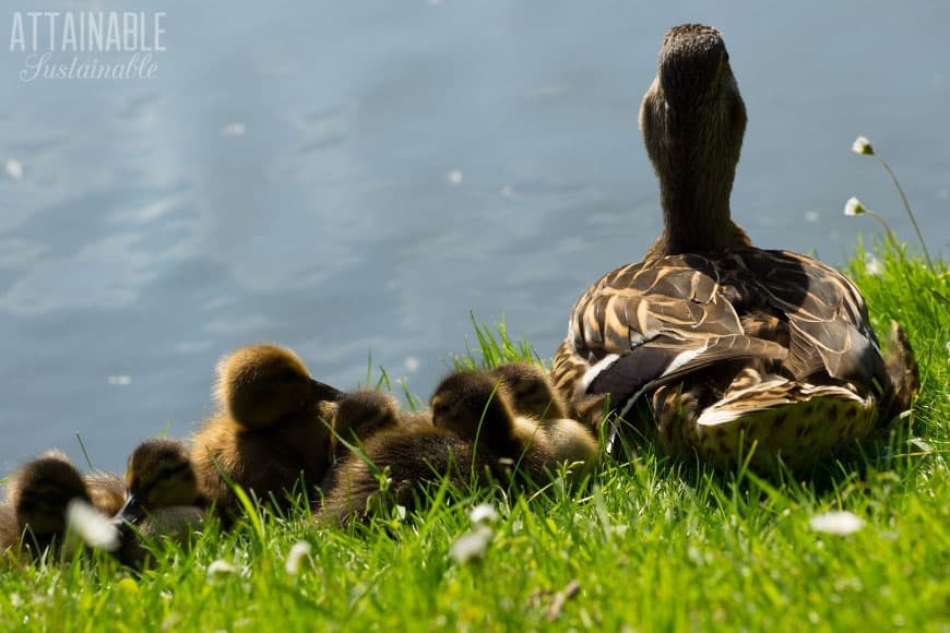 duck with her ducklings, from behind (looking at a pond)