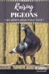 grey pigeon with chicken wire in the background