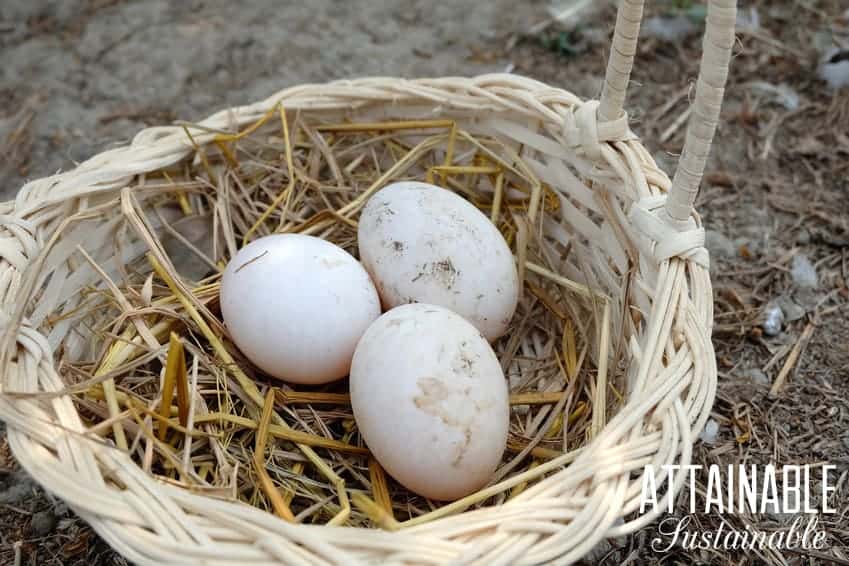 duck eggs in a basket with straw