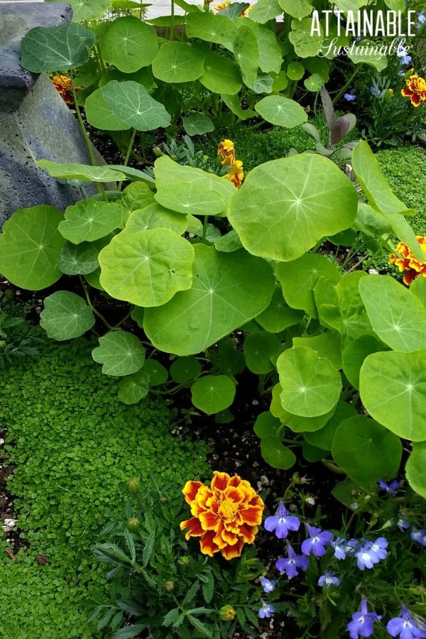 edible nasturtium leaves in a garden planter with marigold flower