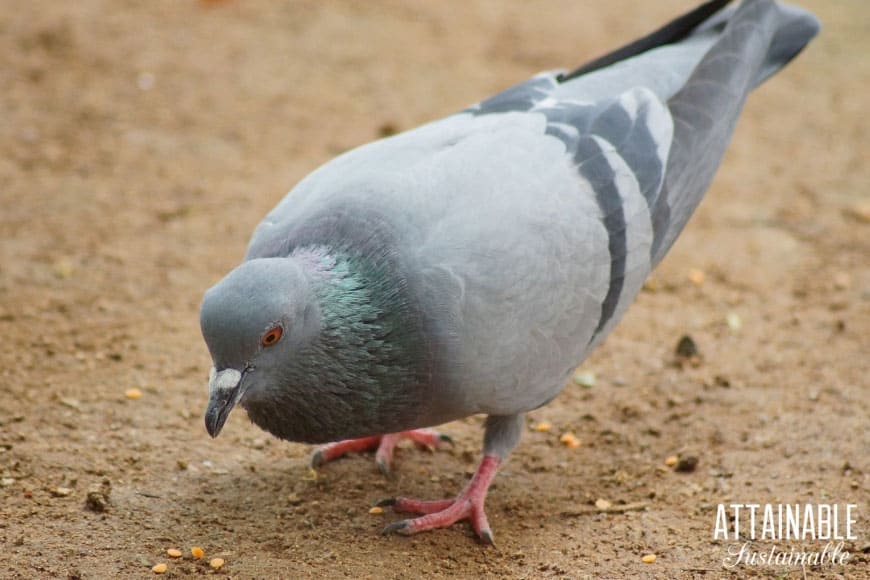 grey pigeon on dirt with cracked corn