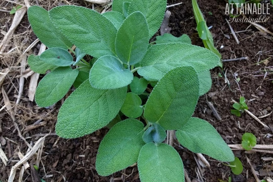 sage plant growing in garden soil