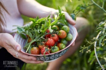 woman's hands holding fresh cherry tomatoes in a bowl