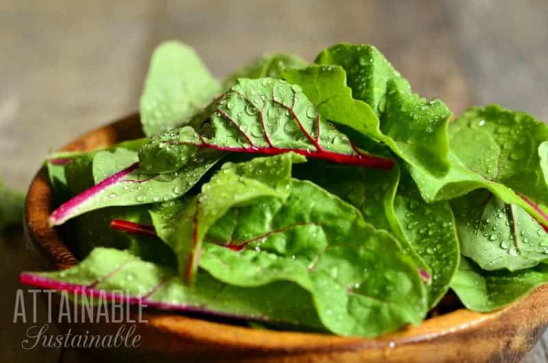 fresh baby swiss chard greens in a wooden bowl