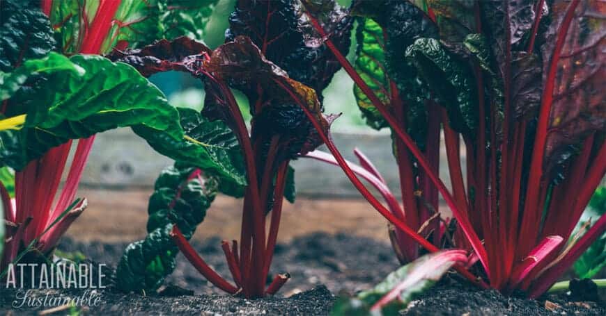 bright red stems on swiss chard