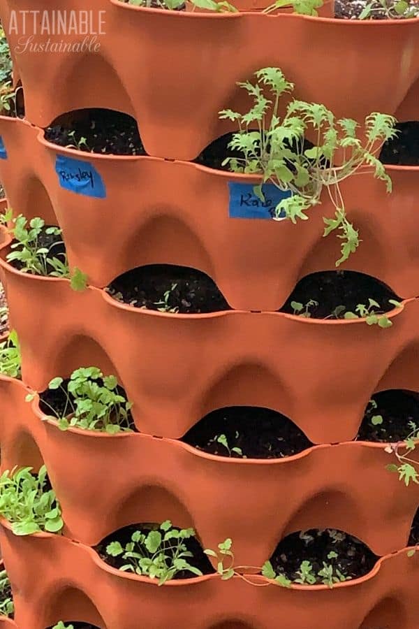 garden tower with seedlings