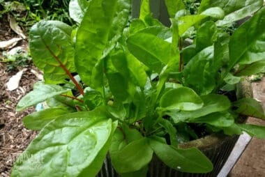 Swiss chard growing in a container