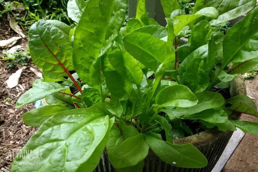 Swiss chard growing in a container