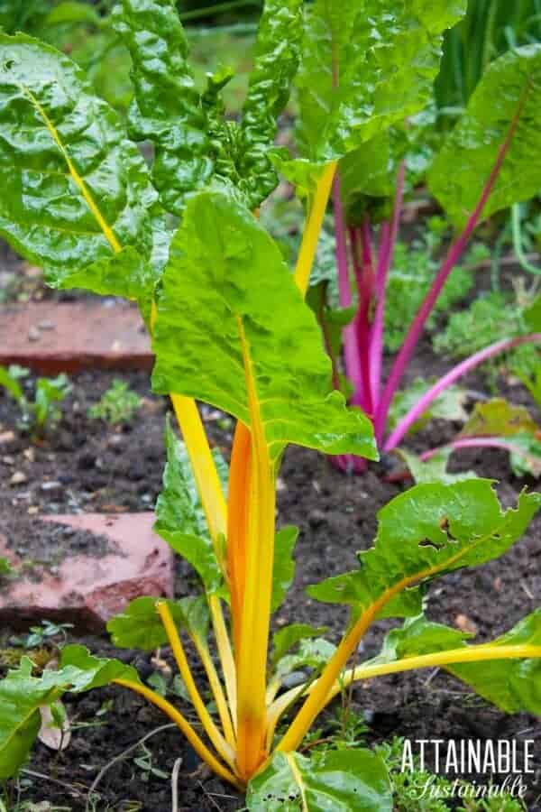 growing swiss chard with yellow and pink stalks