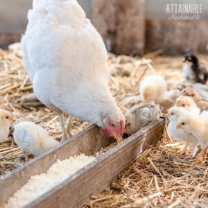 white hen with chicks at feeder.