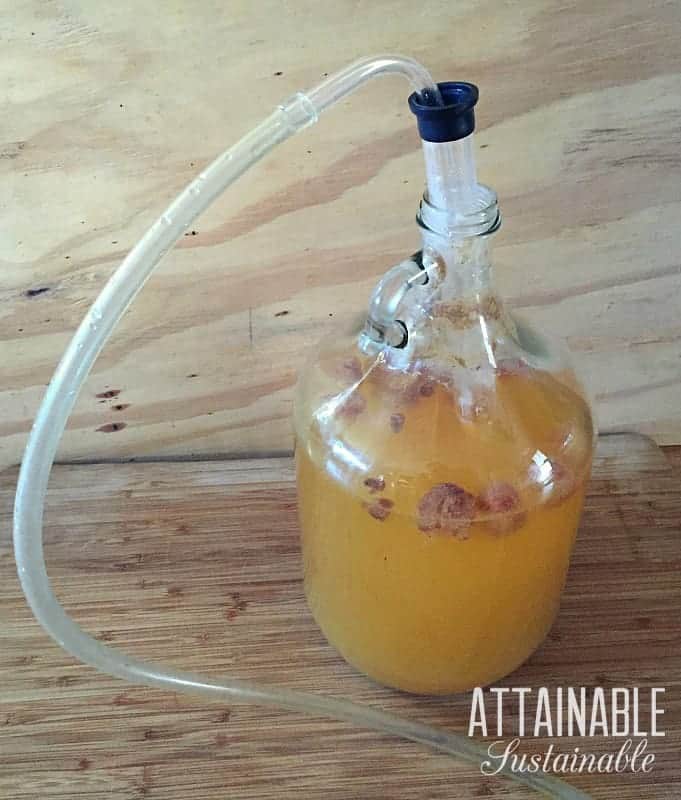 a glass gallon sized bottle with mead, ready to siphon