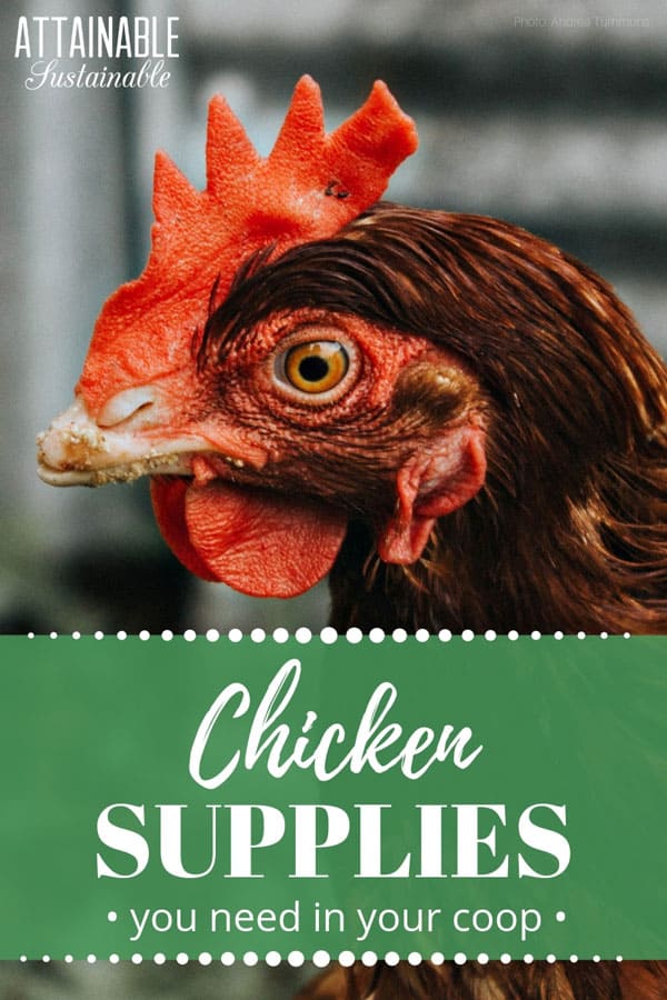 Chicken Coop Supplies MustHave Chicken Gear
