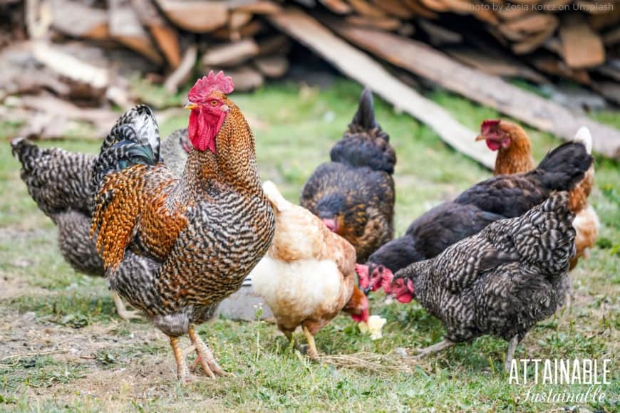 flock of chickens on green meadow