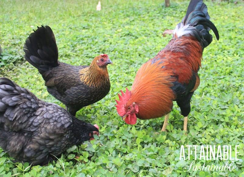 Chicken supplies: This is the chicken gear and chicken equipment you'll be happy to have in your coop at the moment when you need it.