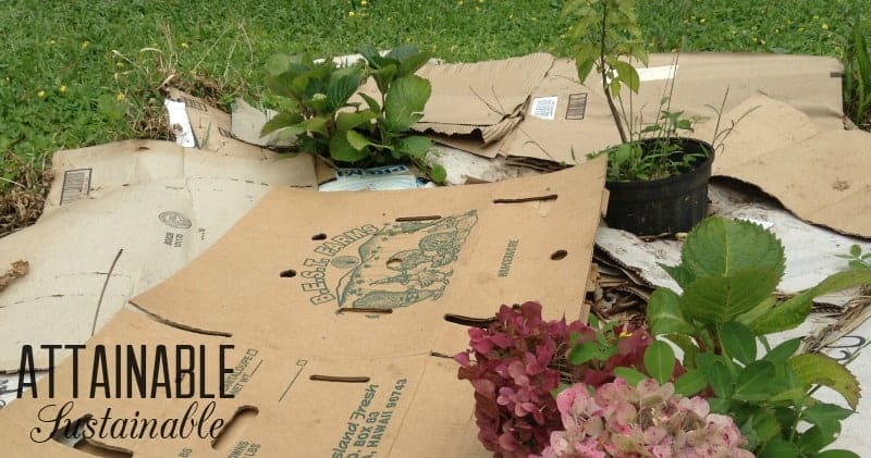 Cardboard as natural weed control.