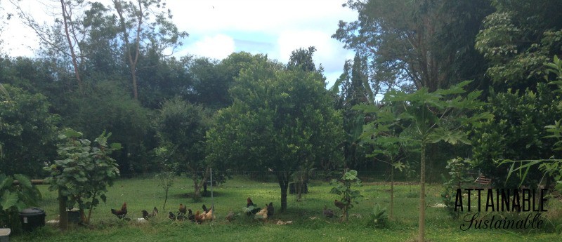 lush green orchard with chickens under trees