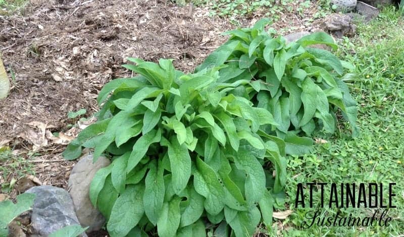 Comfrey - natural weed control