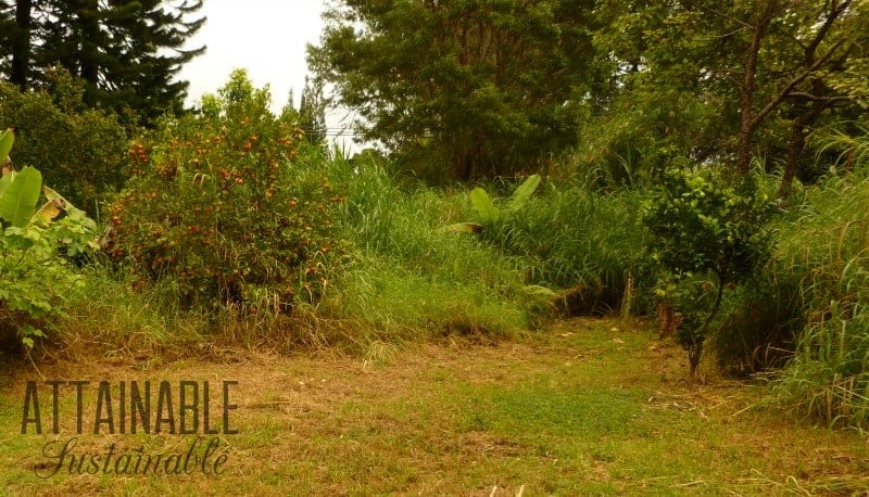 dry, overgrown weedy area with a tangerine tree 