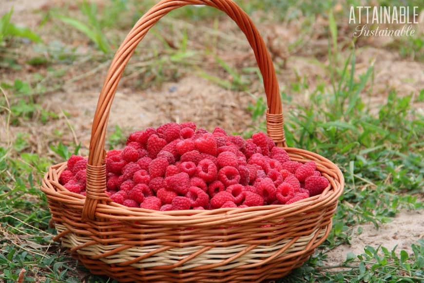 fresh raspberries in a basket