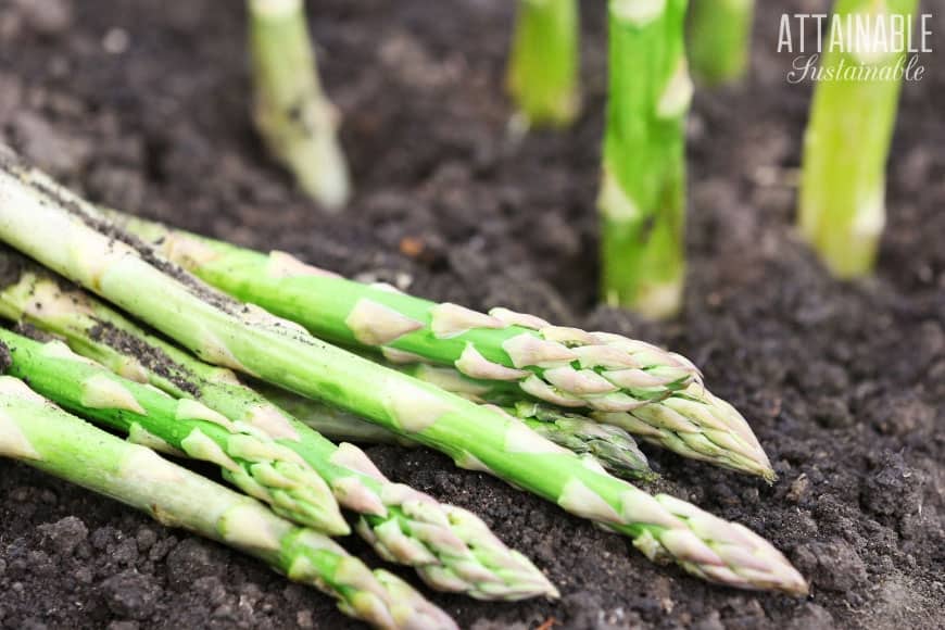 fresh asparagus on soil