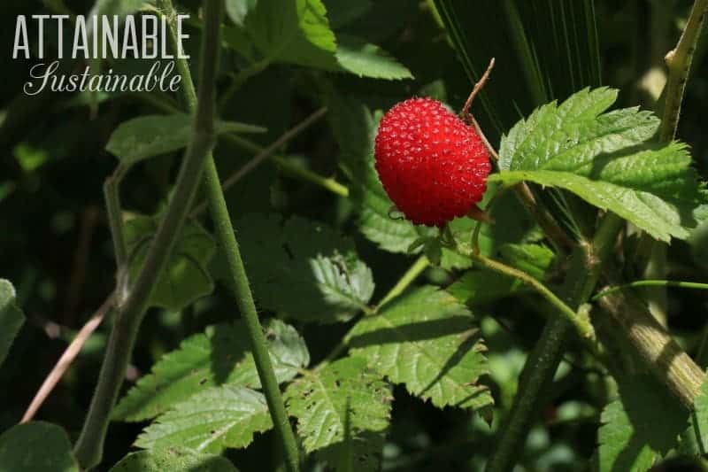 Perennial vegetables and fruits are productive plants that come back every year. Talk about a time saver in the garden! (You can thank me later.)