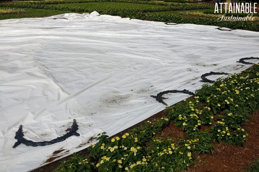 solarizing white tarp for organic weed control