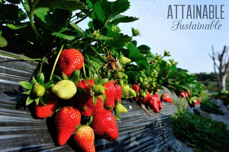 Red and green strawberries in black planter with blue sky behind -- consider strawberries when starting a garden