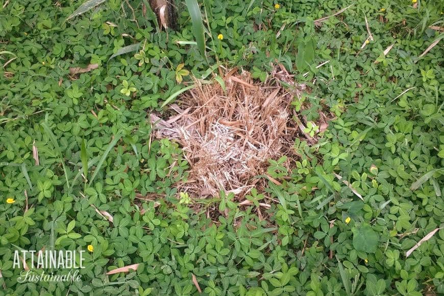 brown clump of grass in the middle of green 