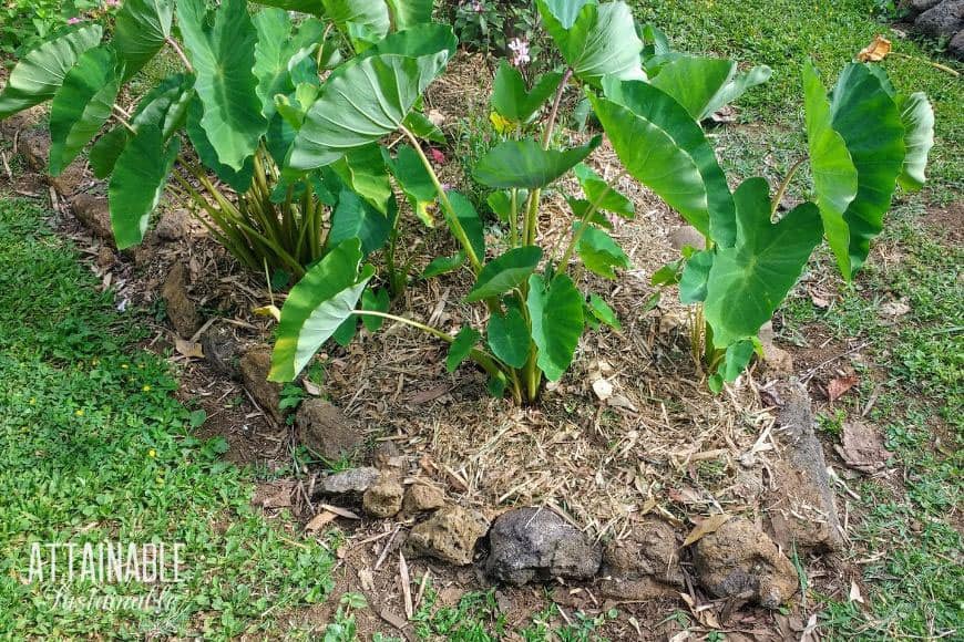 Natural Weed Killers - 11 Ways to Kill Weeds Without Poison