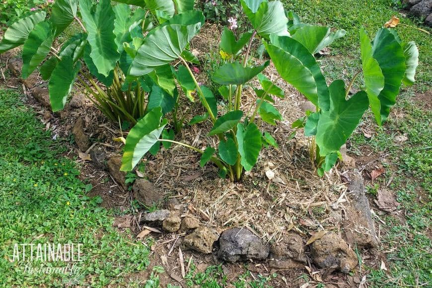 green kalo plants with mulch around their base