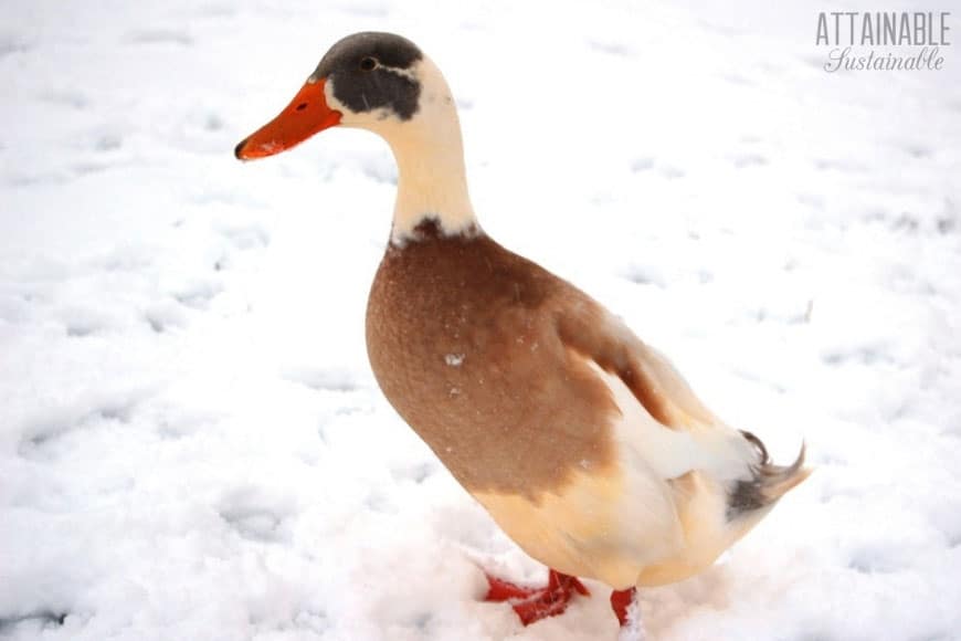 brown and white duck on winter snow