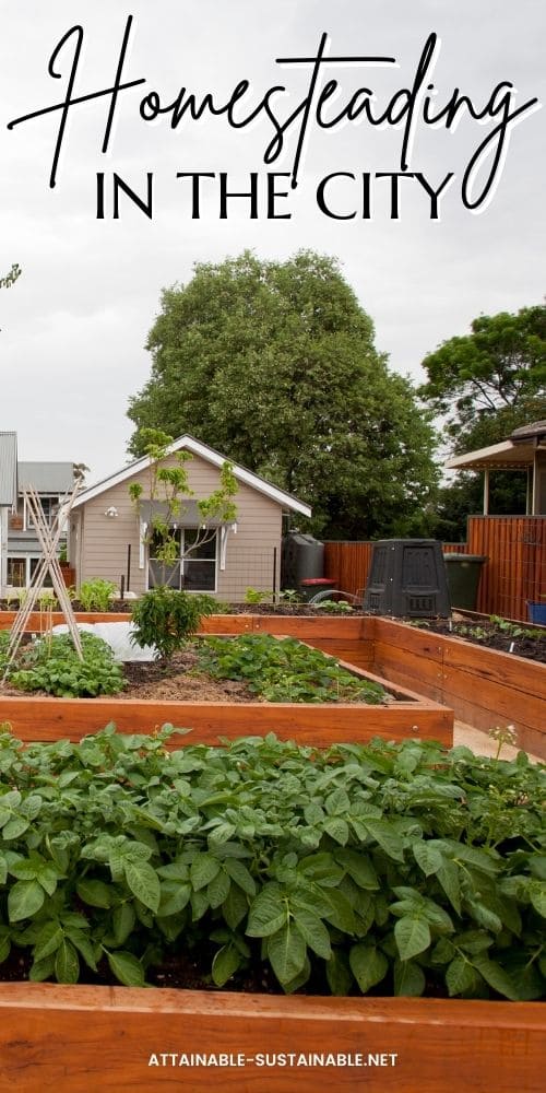 backyard urban homestead garden beds