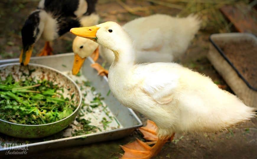 young ducks eating greens out of a bowl