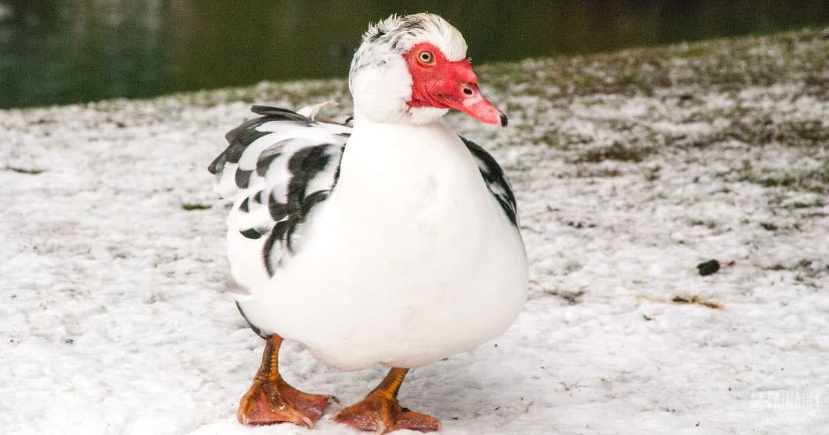 muscovy duck on snow in winter